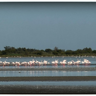 Séjour ballade en Camargue