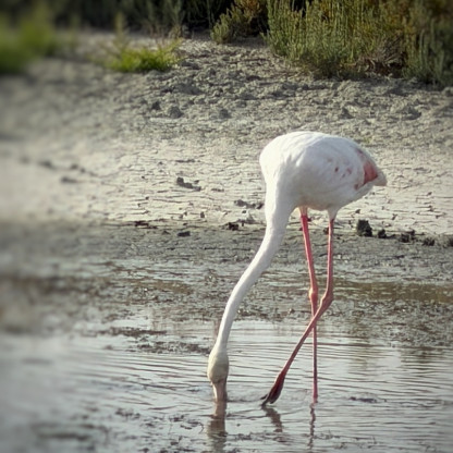 Séjour ballade en Camargue