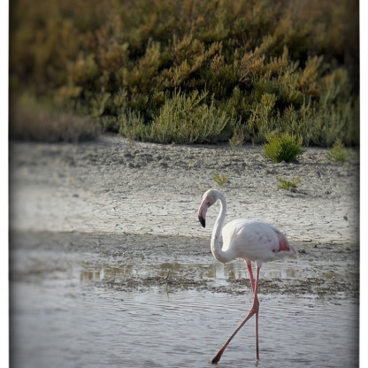 Séjour ballade en Camargue
